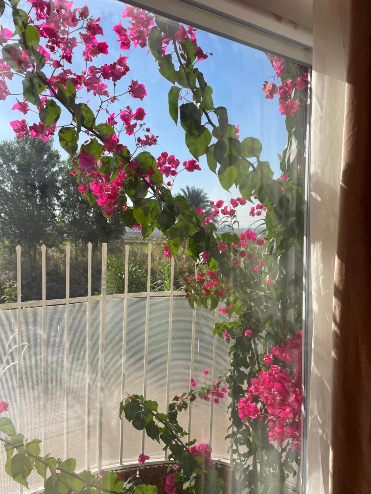ホテル Karima House ルクソール エクステリア 写真